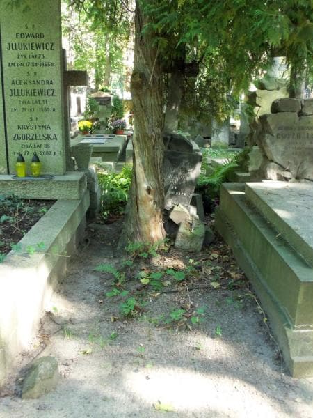 Zdjęcie grobu: Apolonija Drążewska