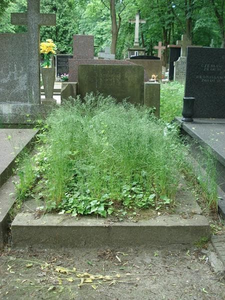 Zdjęcie grobu: Michał Bukowiński