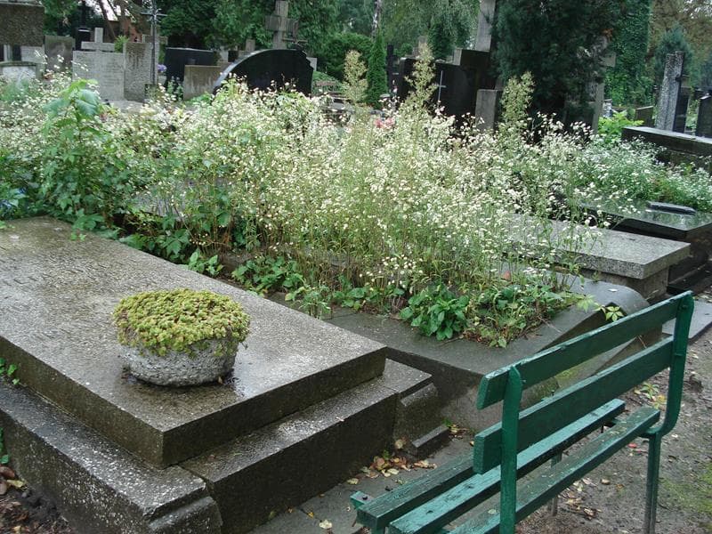 Zdjęcie grobu Aurelia Maniłowa (2)