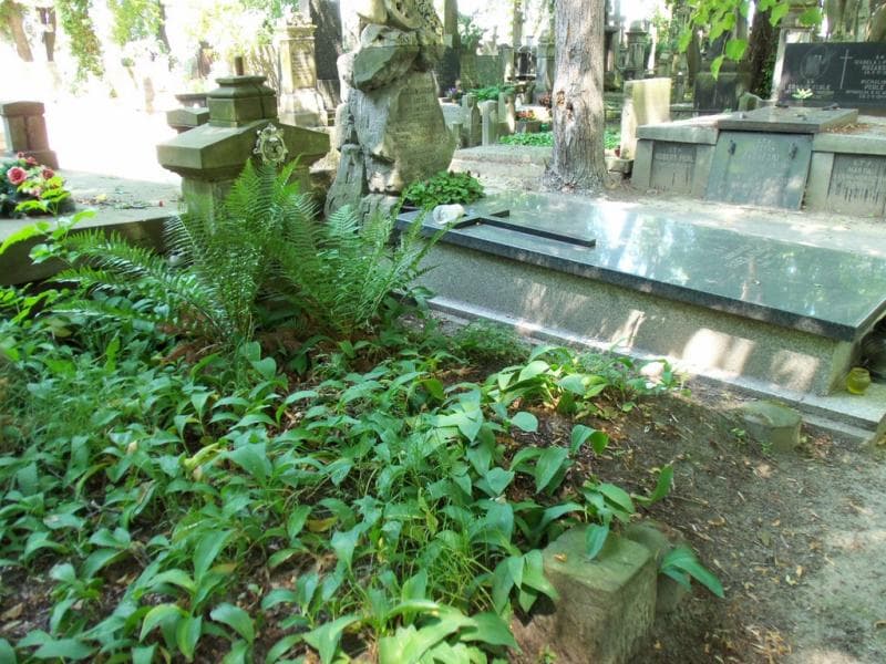 Zdjęcie grobu Aleksander Hoeke (1)