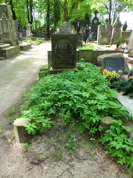 Zdjęcie grobu: Zofia Lebel