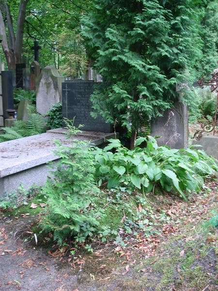 Zdjęcie grobu: Feliks Drzewiński