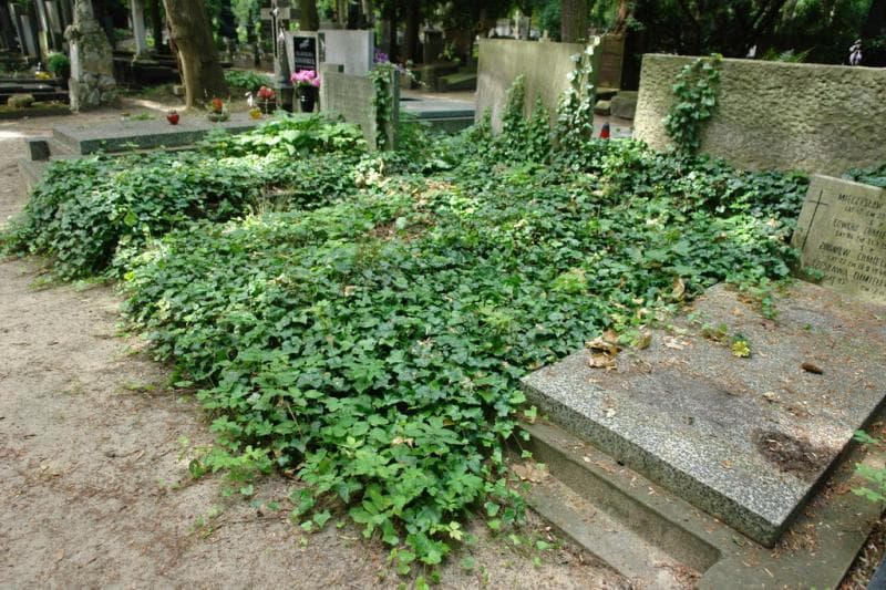 Zdjęcie grobu Pole Grobowe (1)