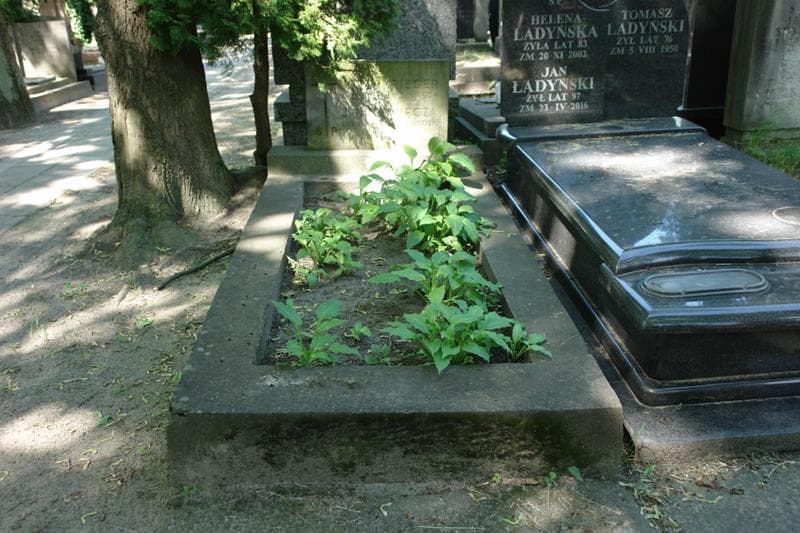Zdjęcie grobu Janina Kupcza (1)