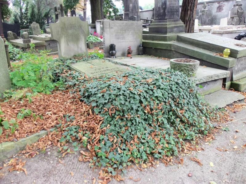 Zdjęcie grobu Adam Bichniewicz (1)