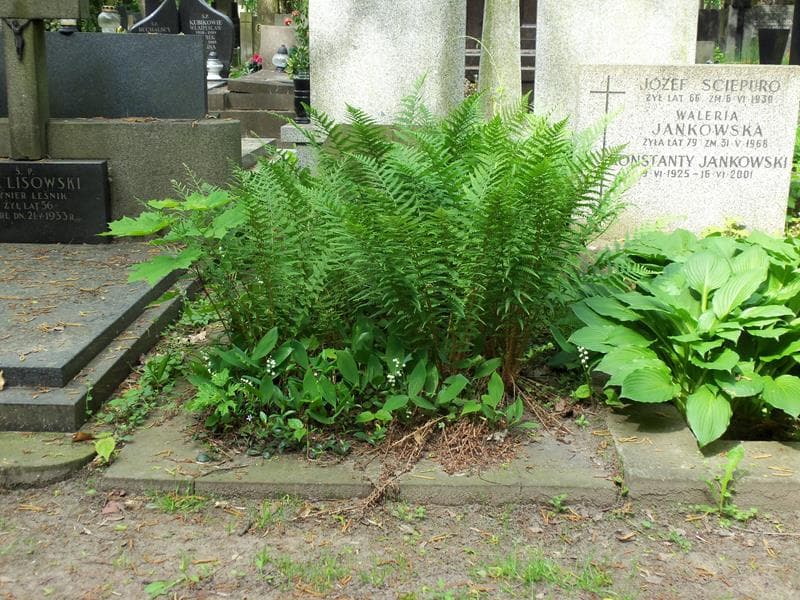Zdjęcie grobu: Lidia Taube