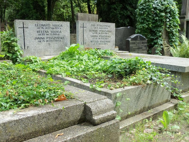 Zdjęcie grobu Janina Ptaszyńska (1)