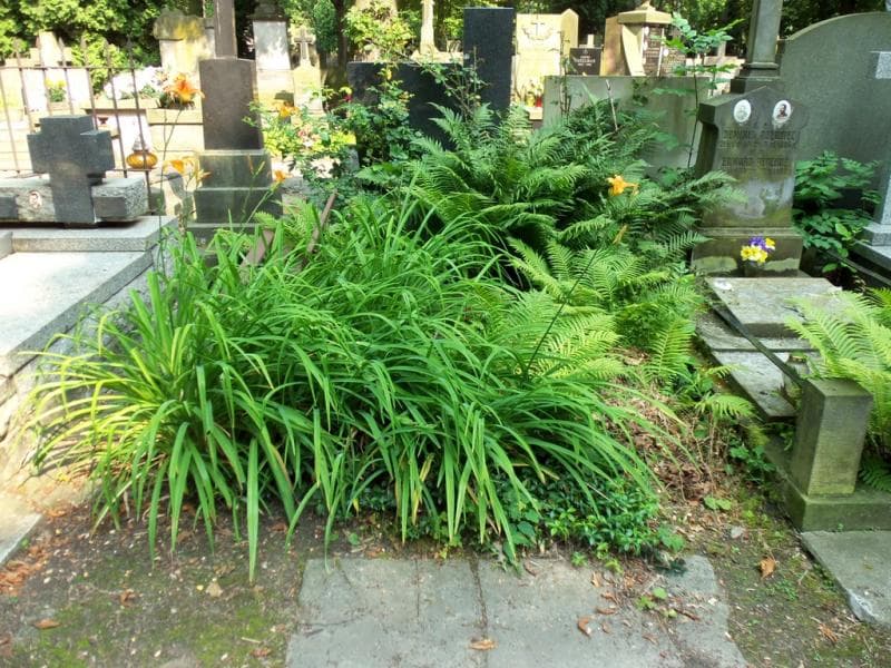 Zdjęcie grobu: Alfons Boncza Truszkowski