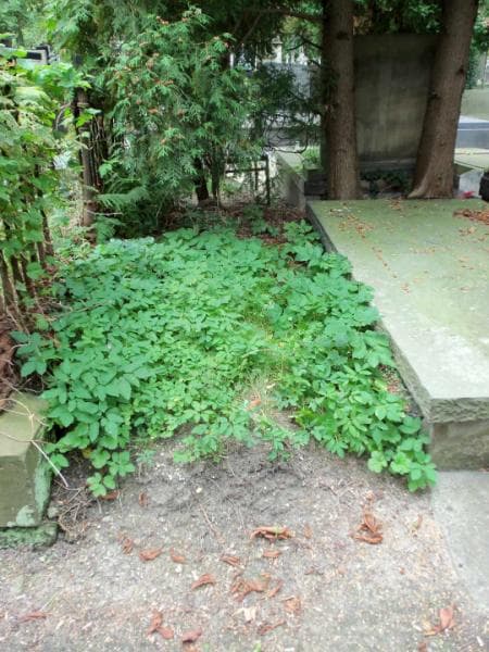 Zdjęcie grobu: Pole Grobowe