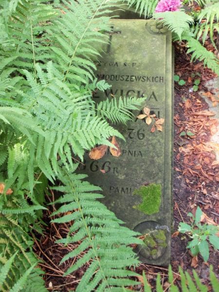 Zdjęcie grobu Franciszka Axman (1)