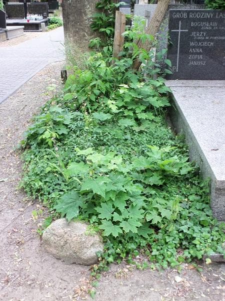 Zdjęcie grobu: Pole Grobowe