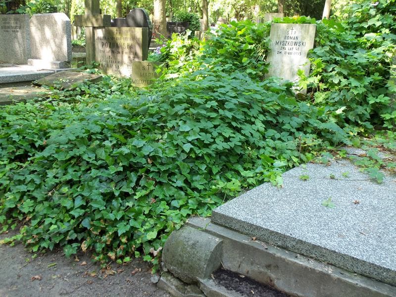 Zdjęcie grobu Joasia Zemła (1)