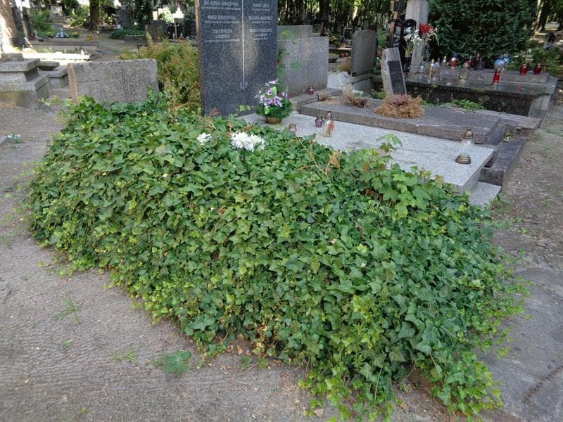 Zdjęcie grobu: Maria Głowińska