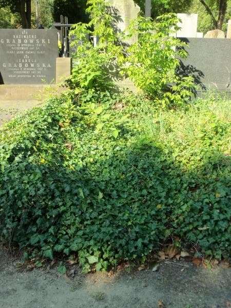 Zdjęcie grobu: Zygmunt Hepyng