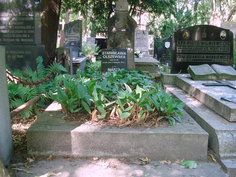 Zdjęcie grobu Stanisława Olszewska (1)
