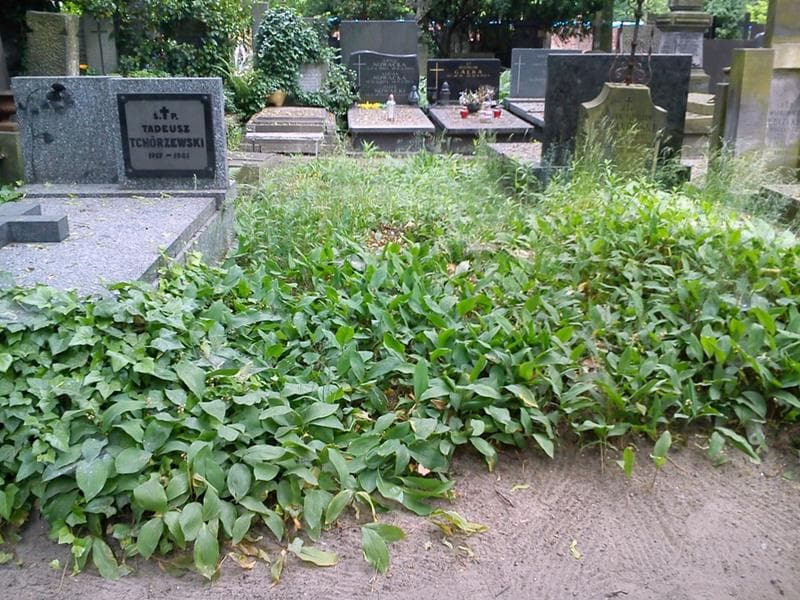 Zdjęcie grobu Pole Grobowe (1)