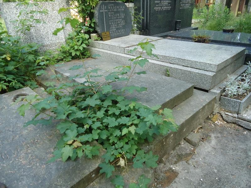 Zdjęcie grobu Helena Baranowska (2)