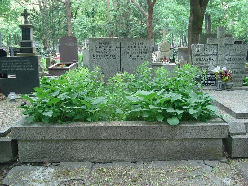 Zdjęcie grobu: Antoni Denhoff