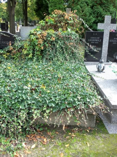Zdjęcie grobu: Józef Dzierżanowski