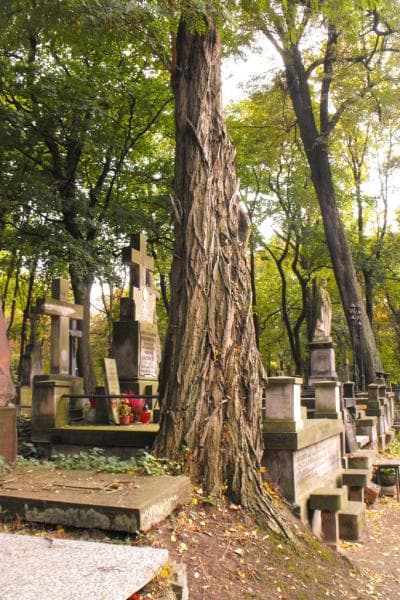 Zdjęcie grobu Aniela Sąchocka (1)