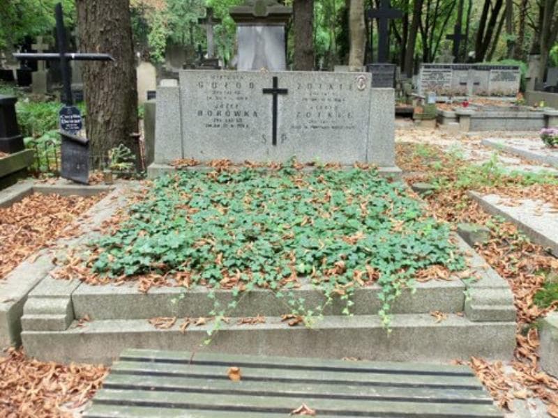 Zdjęcie grobu: Józef Borówka