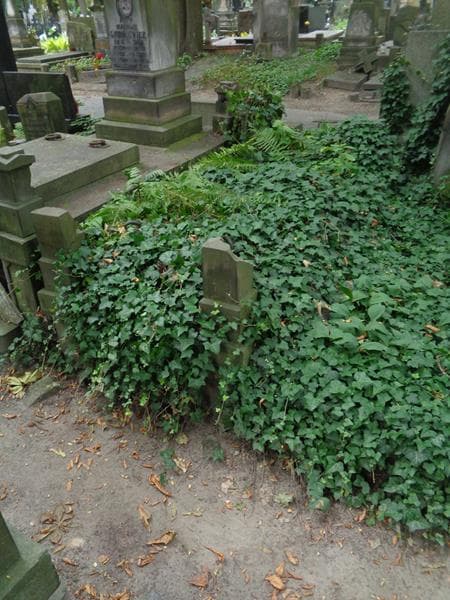 Zdjęcie grobu: Markowscy