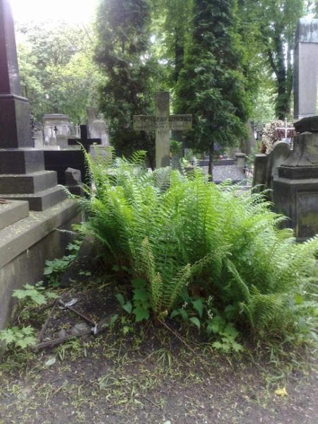 Zdjęcie grobu: Antoni Pawłowski