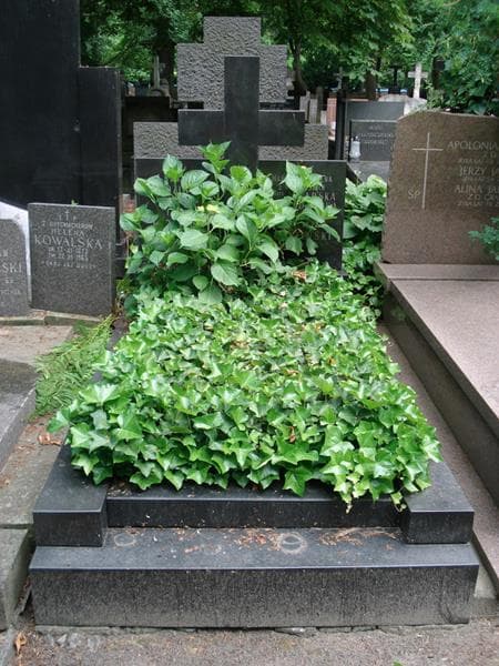 Zdjęcie grobu Franciszek Judziński (1)