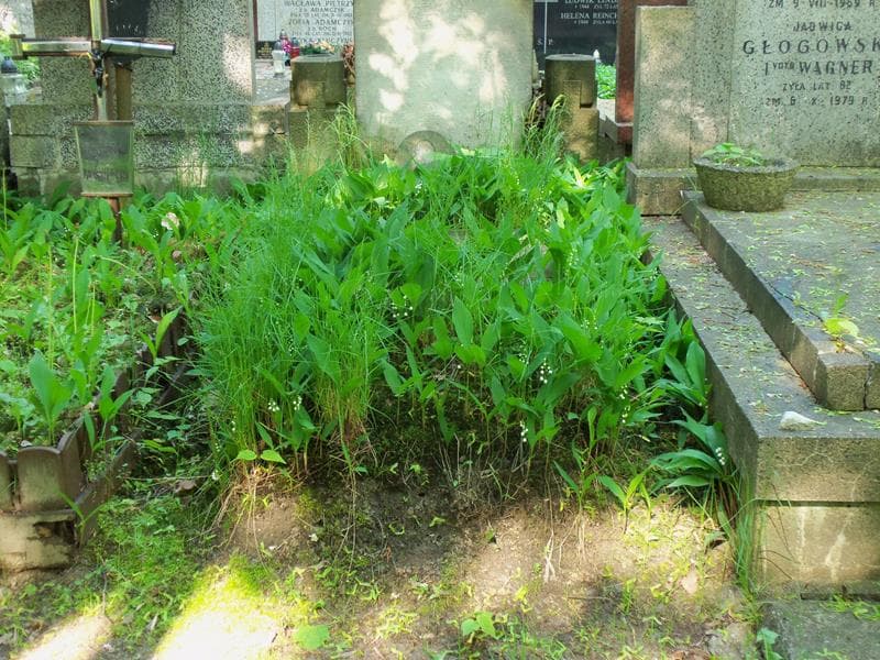 Zdjęcie grobu: Helena Piątkowska