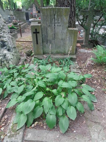 Zdjęcie grobu Franciszka Dabińska (1)