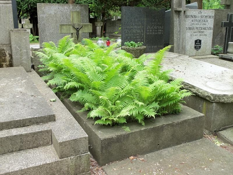 Zdjęcie grobu Stanisław Dmowski (1)