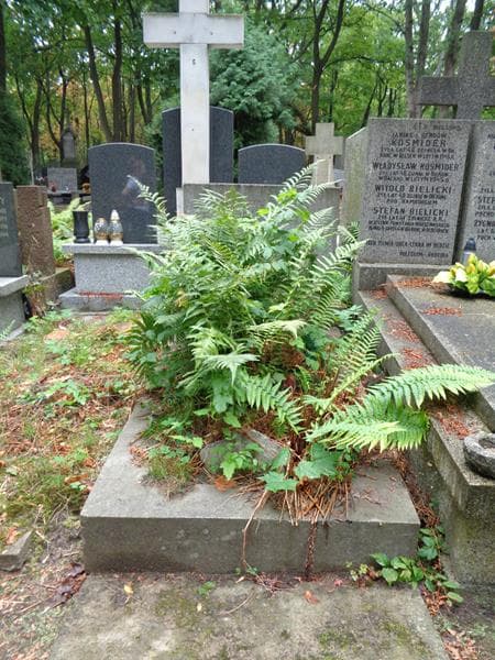 Zdjęcie grobu Zofia Teodora Ludoborska (1)