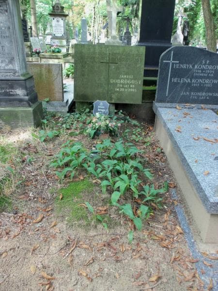 Zdjęcie grobu: Henryka Dobrogost