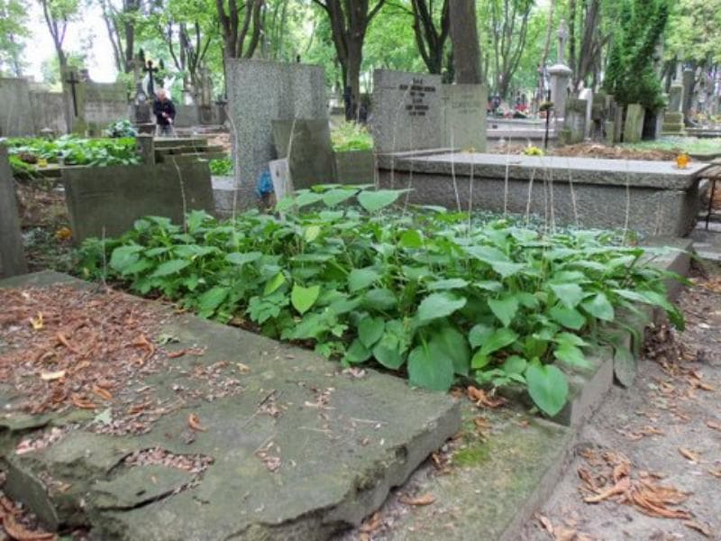 Zdjęcie grobu Kozłowscy (1)