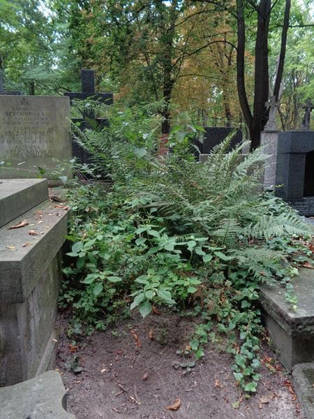 Zdjęcie grobu: Franciszek Flisiński