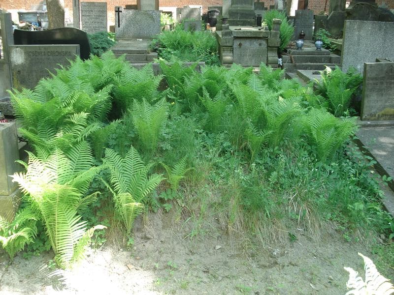 Zdjęcie grobu: Pole Grobowe