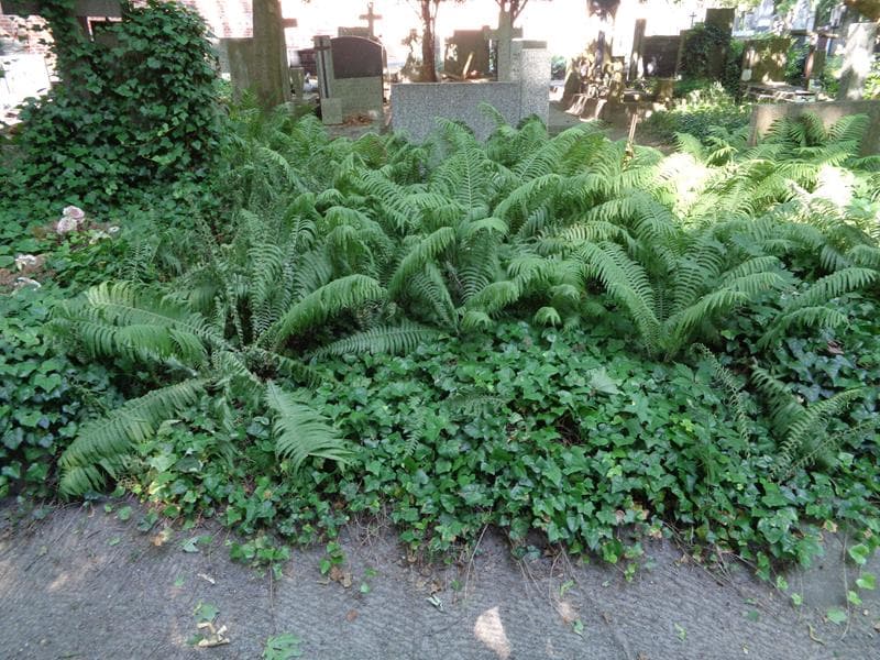 Zdjęcie grobu: Pole Grobowe