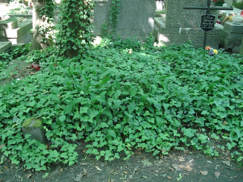Zdjęcie grobu: Pole Grobowe