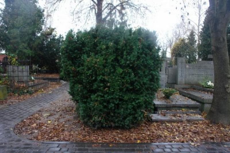 Zdjęcie grobu: Pole Grobowe