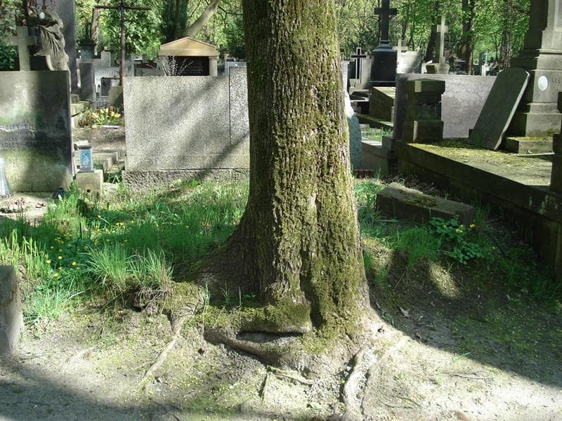 Zdjęcie grobu: Pole Grobowe