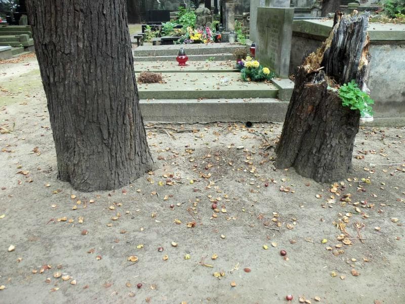 Zdjęcie grobu Pole Grobowe (1)