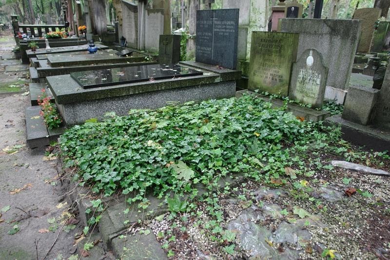 Zdjęcie grobu: Maria D'alphonse