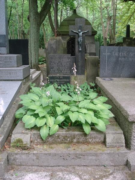 Zdjęcie grobu Jan Koch (1)