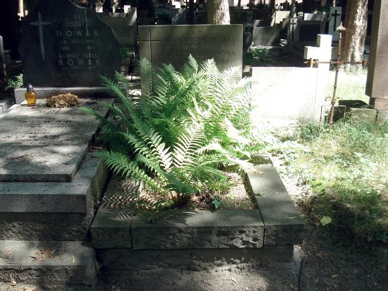 Zdjęcie grobu: Józefa Głodowska