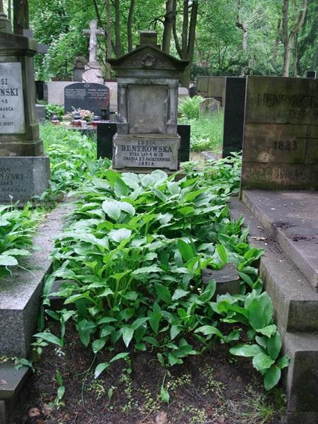 Zdjęcie grobu Lusia Bentkowska (1)