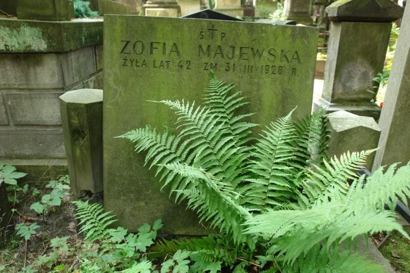 Zdjęcie grobu Szymon Majewski (2)