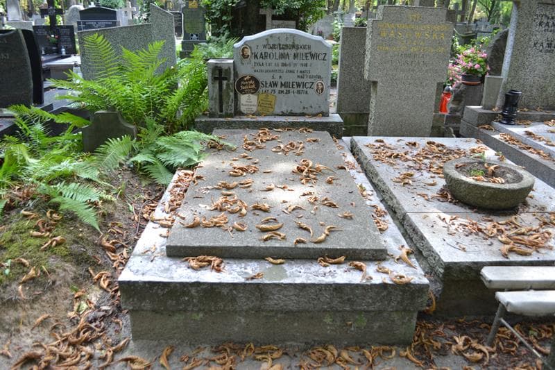 Zdjęcie grobu Bronisław Milewicz (1)