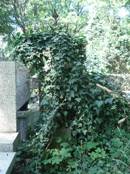 Zdjęcie grobu Wanda Górska (1)