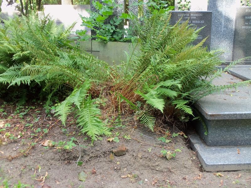 Zdjęcie grobu: Alfons Bohdan Piaskowski