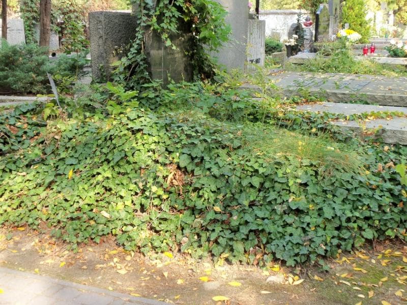 Zdjęcie grobu Anonim (1)